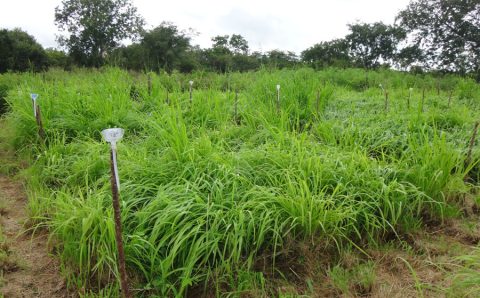 Ciência desenvolve adubo capaz de combater vermes nas pastagens