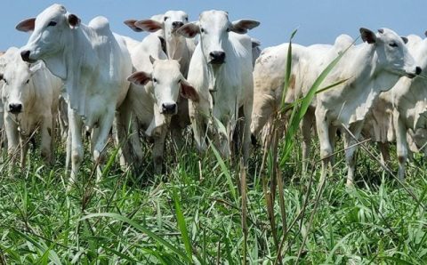 MT teve aumento de 14,4% no abate de bovinos em 2023