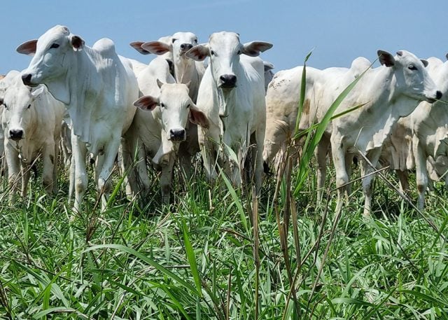 MT teve aumento de 14,4% no abate de bovinos em 2023