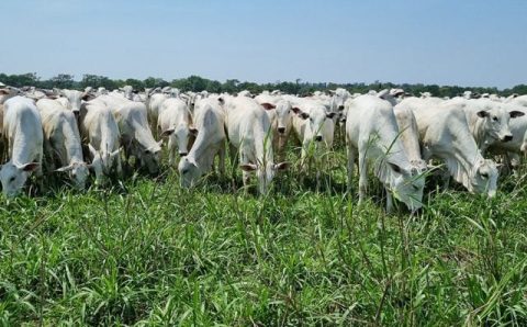 Mais de 50 mil produtores rurais já comunicaram estoque de rebanho ao Indea