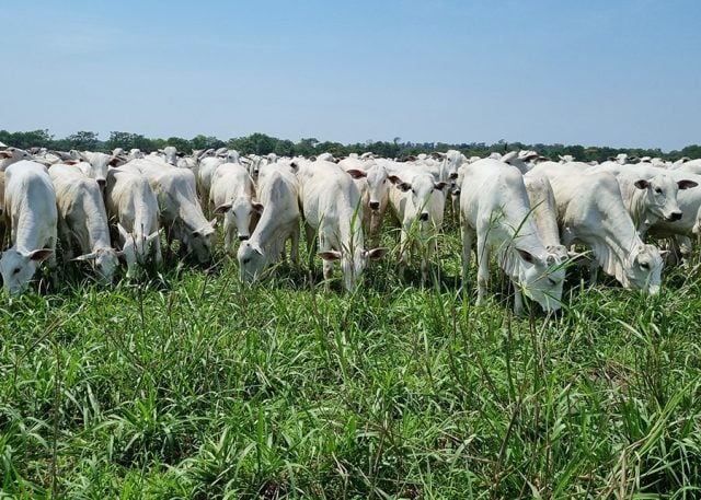 Mais de 50 mil produtores rurais já comunicaram estoque de rebanho ao Indea