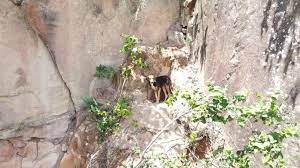 Corpo de Bombeiros de MT resgata cadela presa em paredão a 45 metros de altura