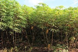 Empaer avalia cultivares de mandioca para selecionar as mais produtivas aos agricultores familiares