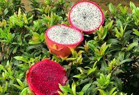 Segunda edição da Festa da Pitaya será realizada neste sábado em Chapada dos Guimarães