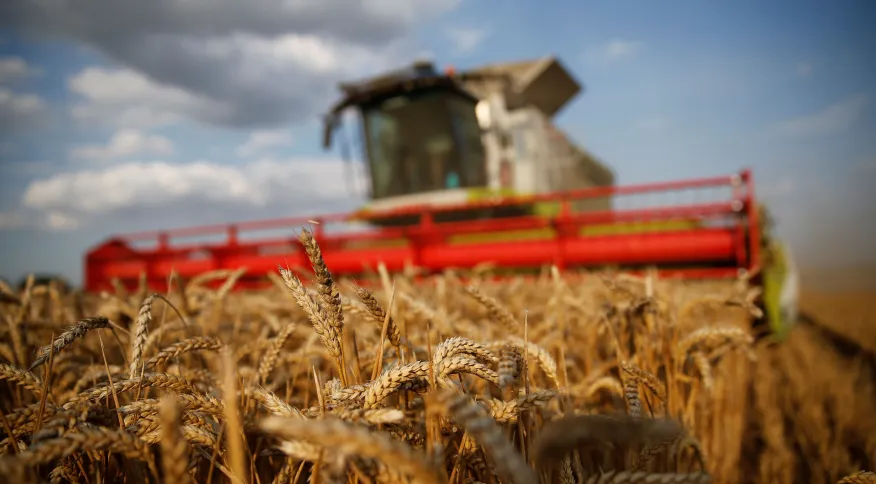 Brasil fica mais perto da autossuficiência em trigo após colheita recorde, afirma Conab