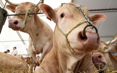Parlamento holandês aprova moção contra acordo Mercosul-UE