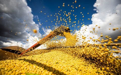 MT:  SOJA: Colheita de soja chega a 88% em Mato Grosso e projeção de produtividade aumenta