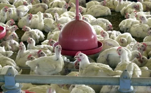 Casos de gripe aviária no Brasil chegam a 67; novas ocorrências foram em SP e RJ