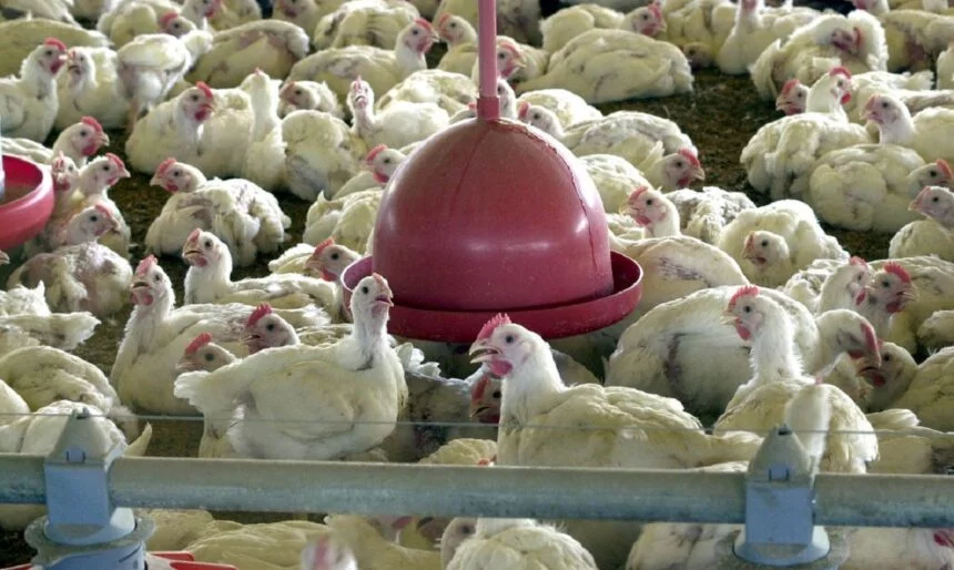 Portaria do Mapa suspende feiras de aves para evitar gripe aviária no País