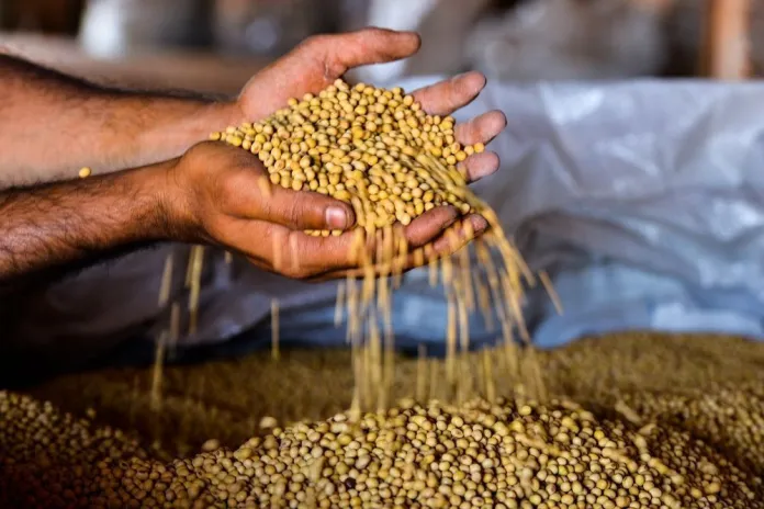 Mato Grosso é responsável por um terço da produção da safra de grãos brasileira