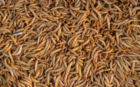 “Chuva de vermes” na China; o que pode ser?