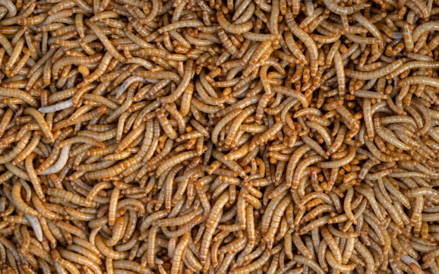“Chuva de vermes” na China; o que pode ser?