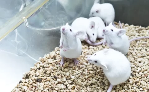 Por que a ciência utiliza camundongos em suas pesquisas?