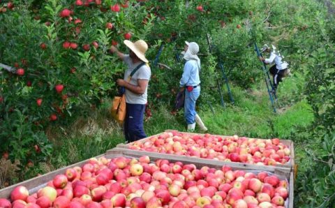 População ocupada no agro atinge maior contingente desde 2015