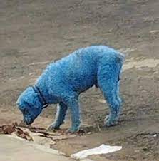 Polícia Civil descobre rinha de galos e procura responsável por pintar cão de azul