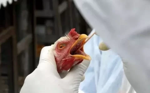PAÍS VIZINHO:   Argentina suspende exportação de aves após confirmar gripe aviária na indústria