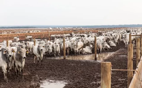 Mato Grosso pode superar GO e MS juntos em Valor Bruto da Produção