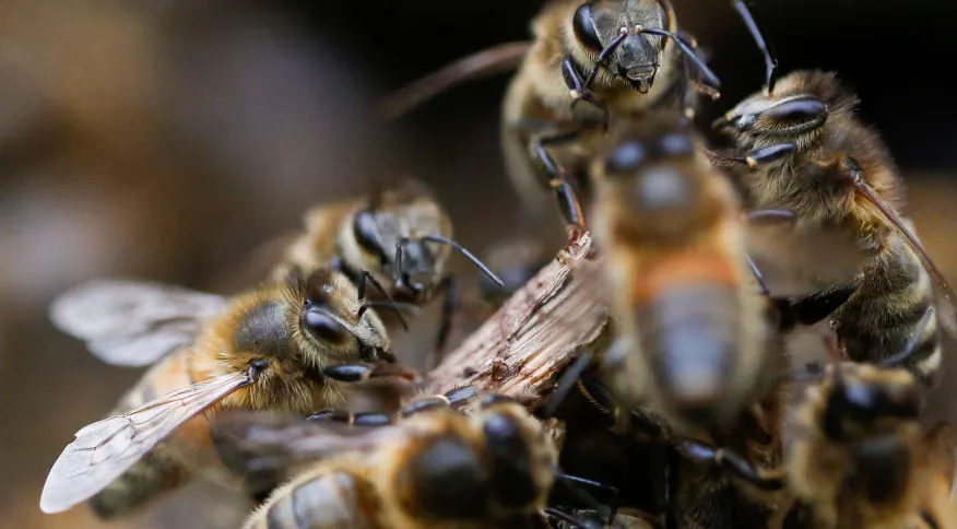 Cientistas desenvolvem soro contra veneno de abelhas com resultados promissores