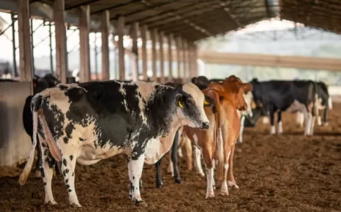 Rara em humanos, doença da vaca louca é transmitida por carne contaminada