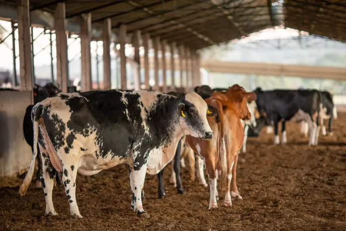 Rara em humanos, doença da vaca louca é transmitida por carne contaminada