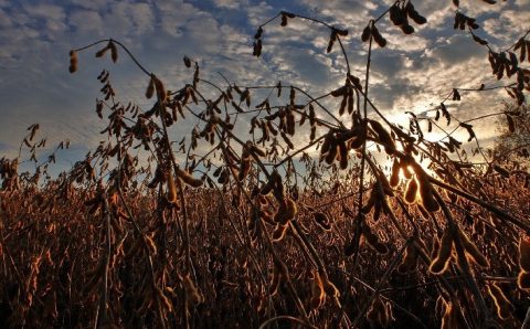 MT:  Valor da produção da soja em Mato Grosso aumenta 5,7% e chega a R$ 110,2 bilhões