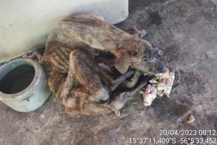 PELE E OSSO: Mulher é presa por maus-tratos a cachorro em bairro de Cuiabá