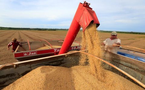Brasil tem produtividade recorde na soja apesar de seca no RS e recuo em fertilizante