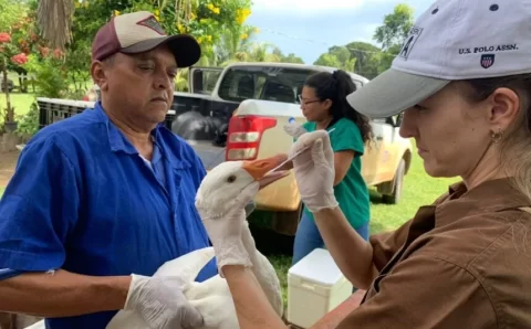 MT: Indea/MT colhe mais de três mil amostras para acompanhar sanidade de aves