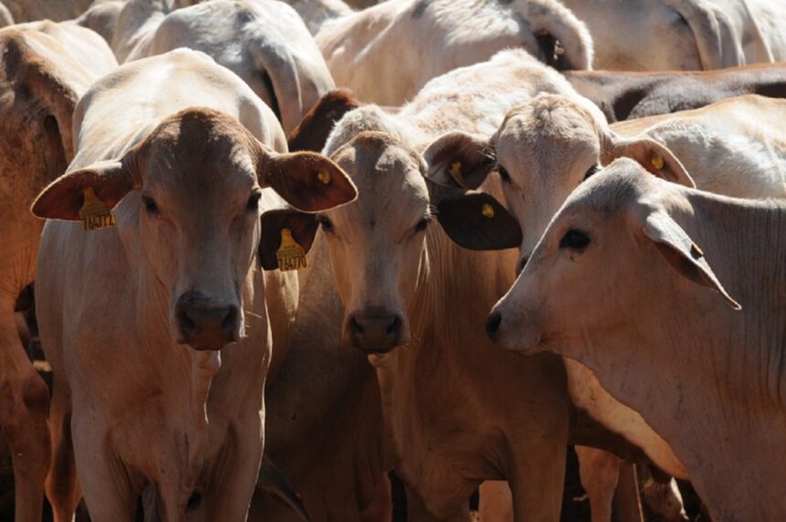 MT: Portaria proíbe vacinação contra febre aftosa em MT e mais seis Unidades da Federação