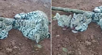 CRUELDADE COM OS ANIMAIS: Homem é preso suspeito de decapitar onças em MT