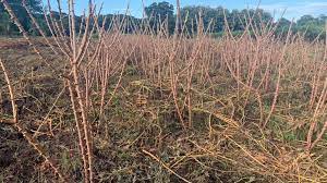 Produtores familiares podem solicitar manivas-sementes de Camanducaia à Empaer até sexta-feira (28)