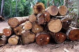 Período proibitivo para exploração do Manejo Florestal Sustentável terminou neste sábado (1º)