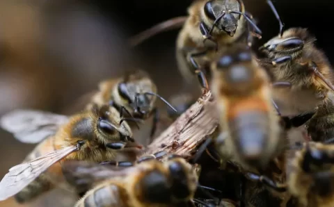 Cientistas desenvolvem soro contra veneno de abelhas com resultados promissores