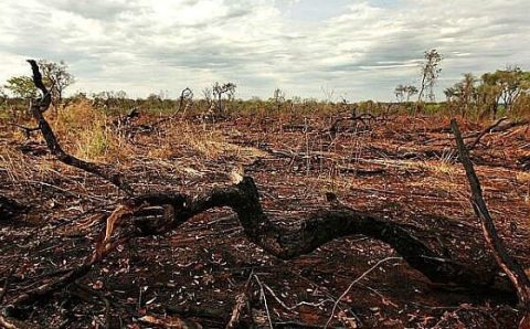 MT:  AMBIENTE:   Alertas de desmatamento batem novo recorde no cerrado