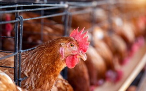 MT:  SURTO:  Casos de gripe aviária no país deixam Mato Grosso em alerta