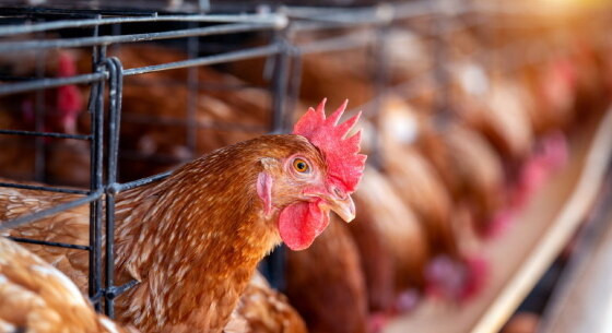 MT:  SURTO:  Casos de gripe aviária no país deixam Mato Grosso em alerta