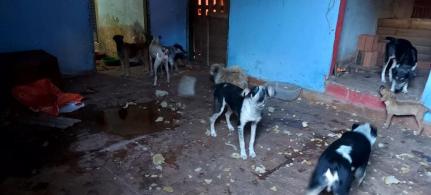 CÃES TAMBÉM ERAM MALTRATADOS: Homem é preso em flagrante por maus-tratos contra filha com deficiência intelectual