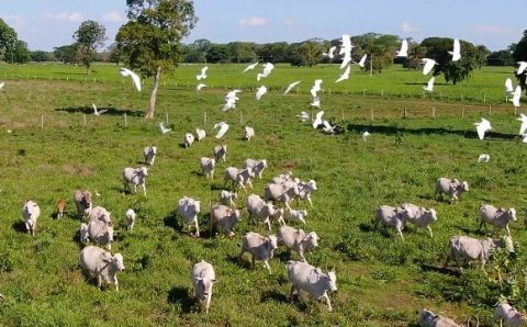 MT:  Estudo mostra que mão de obra e custos são os principais desafios do produtor em MT
