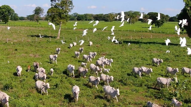 Pantanal de Mato Grosso conta com unidades estratégicas para combate a incêndios florestais
