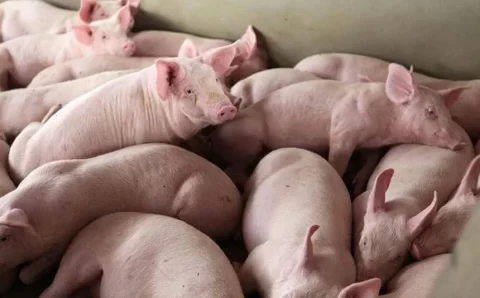 MT:  Em crise, suinocultura mato-grossense abate 15 mil matrizes e pede socorro