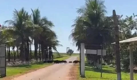 MT:  Porcos selvagens devastam lavouras de milho em MT