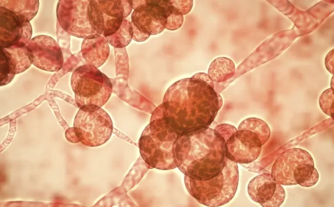 Pernambuco confirma três casos do fungo Candida auris
