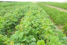 Empaer e parceiros testam novas cultivares de feijoeiro no município de Canarana