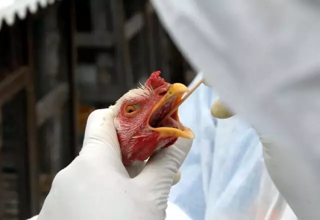 Brasil confirma primeiros casos de gripe aviária em aves silvestres