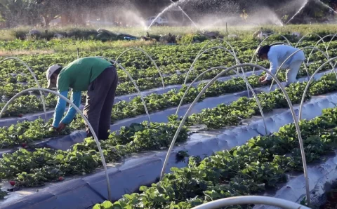 Governo anuncia Plano Safra para agricultura familiar e totaliza R$ 441 bilhões em recursos ao setor
