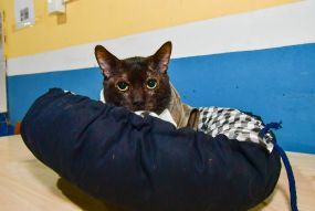 Secretaria Adjunta de Bem-Estar Animal orienta a população sobre os cuidados com os bichinhos no frio