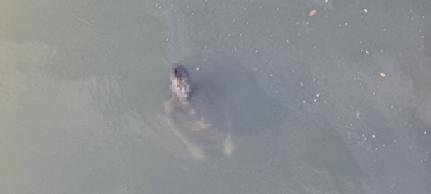 SEM IDENTIFICAÇÃO: Corpo de homem é encontrado boiando perto da DAE de VG