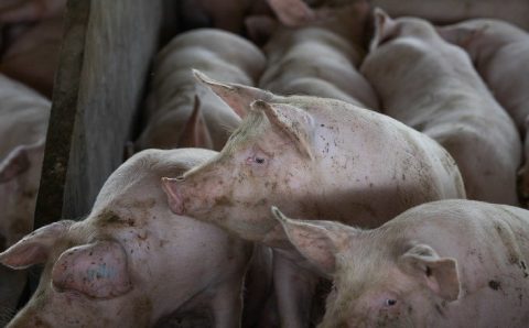 MT:  Rebanho de Mato Grosso segue livre da peste suína, atesta Indea