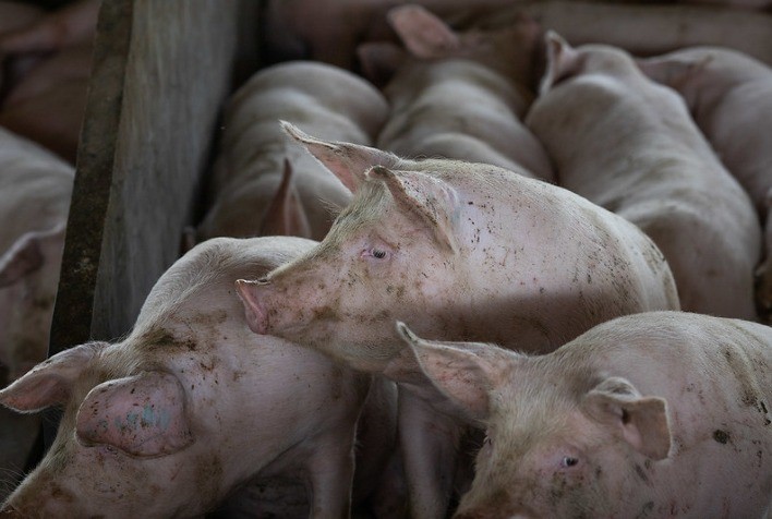 MT:  Rebanho de Mato Grosso segue livre da peste suína, atesta Indea