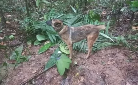 ENCONTRADO WILSON, O HERÓI:  Colômbia: militares encontram cão Wilson, mas ele foge